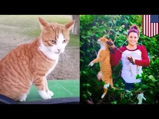 Veterinaria en Texas asesina a inocente gato con un arco y flecha, luego publica imagen en Facebook