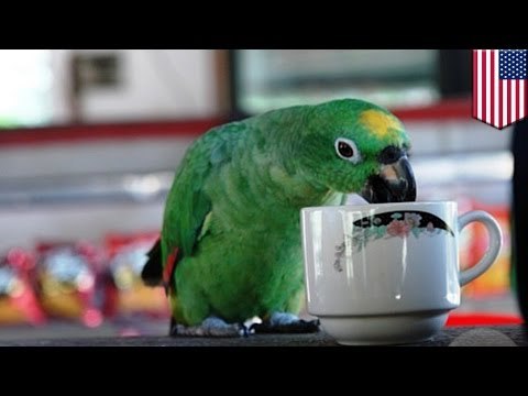 Mujer afirma que su mascota adicta a la cafeína fue la responsable por accidente de transito