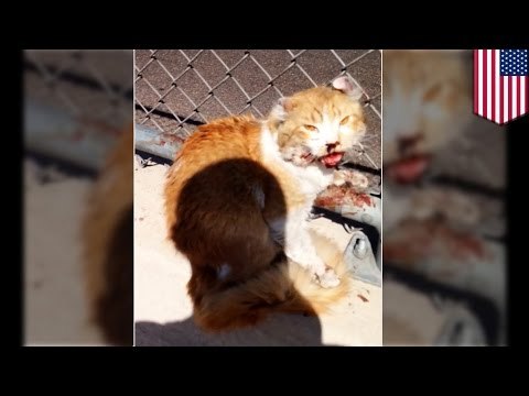 Buen samaritano arriesga su propia vida para salvar a gato atrapado en congestionada autopista