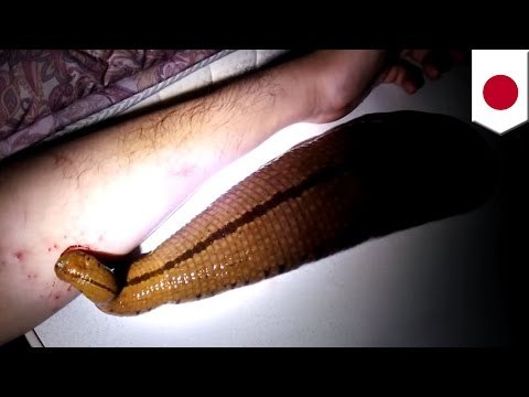 Japonés da de comer a su mascota sanguijuela, directamente de su brazo