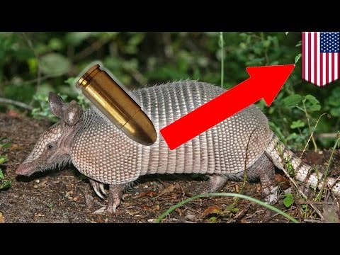 Hombre le dispara a un armadillo, pero la bala se desvía e impacta a su suegra