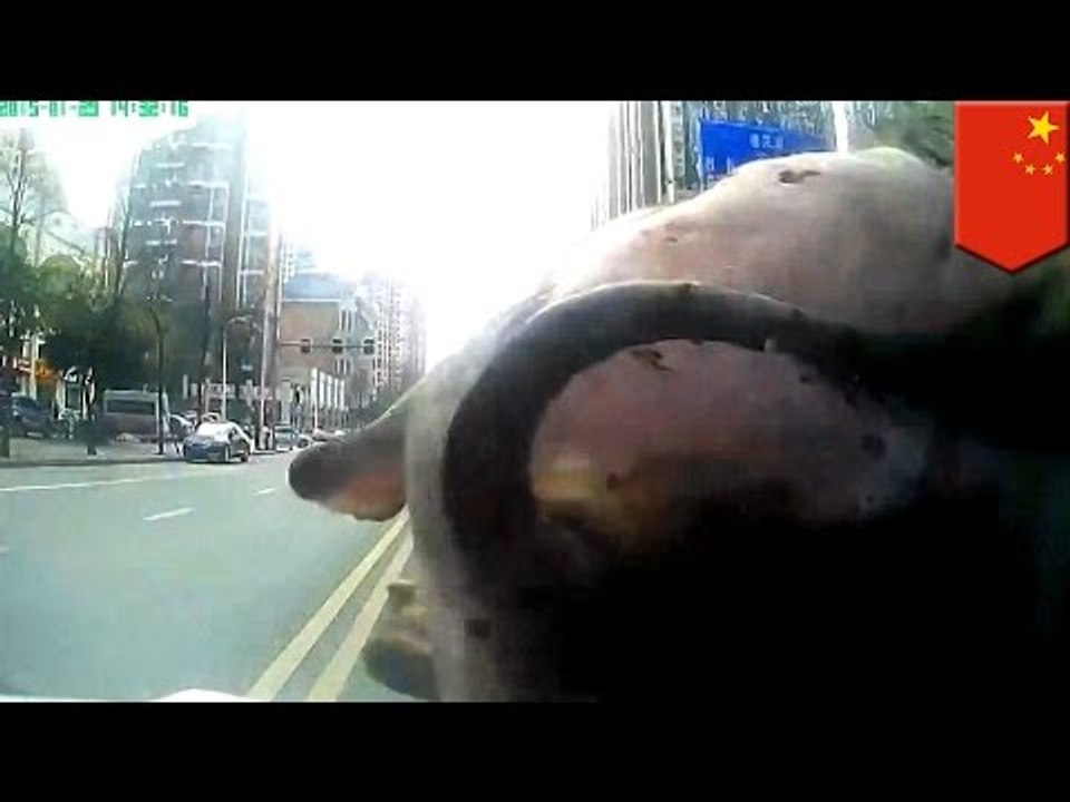 Patrulla graba los momentos finales de búfalo que aterrorizo a los habitantes de Chengdu, China