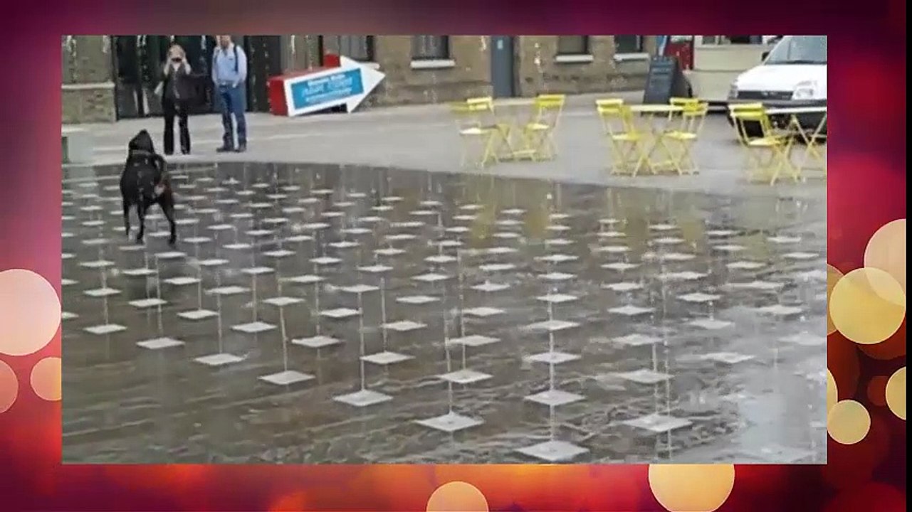 Chien mignon amuser dans une fontaine d'eau