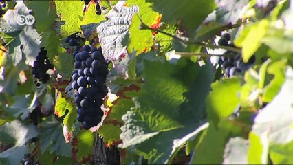 Palatinado: en bicicleta por la Ruta del vino alemán | Destino Alemania