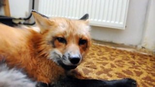 Funny & Friendly Fox at Home ! - Очень Забавная Лиса - Прикол !