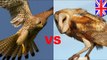 Birds of prey: Watch as this barn owl and kestrel clash talons in an epic UK tree battle - TomoNews