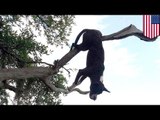 Animals accidents: dumb dog found impaled by tree branch - TomoNews