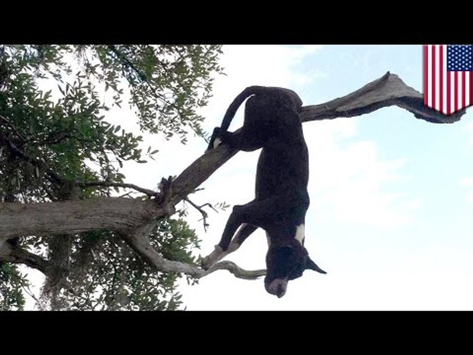 Animals accidents: dumb dog found impaled by tree branch - TomoNews