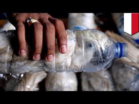 Critically endangered yellow-crested cockatoos discovered stuffed inside plastic bottles - TomoNews