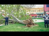Terrifying footage shows large tree fall on top of kids playing in Massachusetts park- TomoNews