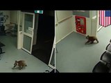 Cute cuddly koala bear takes a trip to an Aussie hospital - TomoNews