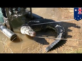 Crocodile caught: watch police in Australia capture 4.3 meter croc - TomoNews