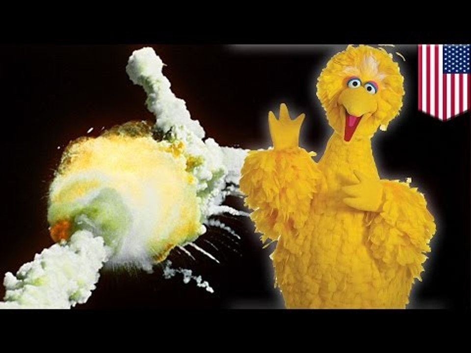 Sesame Street's Big Bird cheated death, was set to fly on doomed Challenger space shuttle -TomoNews
