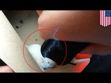 Teen tases mouse to death on camera then posts it on his YouTube page - TomoNews