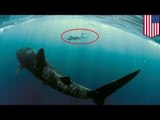 Shark attack: Snorkeler killed by shark off Hawaiian island of Maui - TomoNews