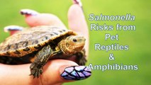 Salmonella Exposure Risks from Pet Reptiles & Amphibians