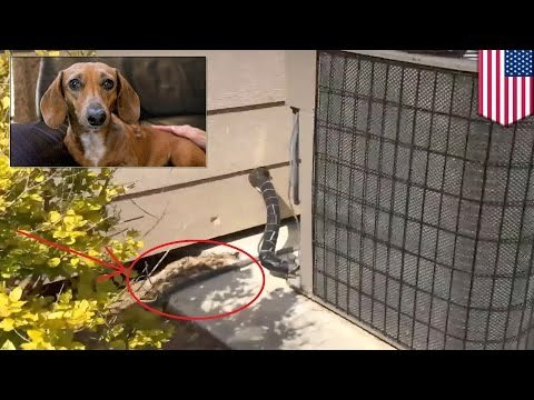 Dogs accidents: miniature dachshund miraculously survives 13 days under concrete slab