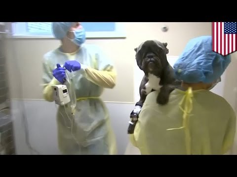 US canine flu outbreak: thousands of Midwest dogs infected with Asian flu strain