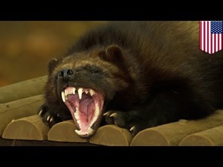 Animal on the loose: Wolverine tranquilized at New Jersey airport after it chews through crate