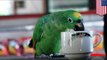 Parrot accident: woman claims her coffee-loving pet bird made her crash her car