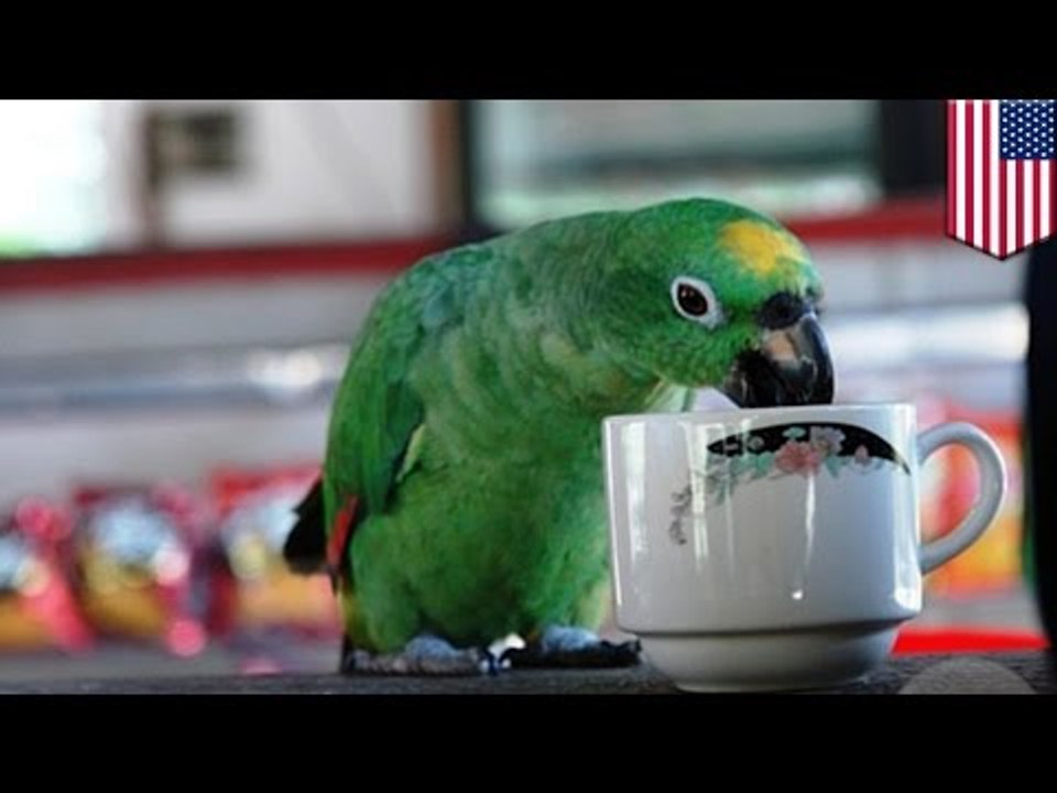Parrot accident: woman claims her coffee-loving pet bird made her crash her car