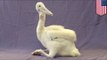 Cute baby animal: pelican chick now a-okay after San Diego Zoo keepers nursed it back to health