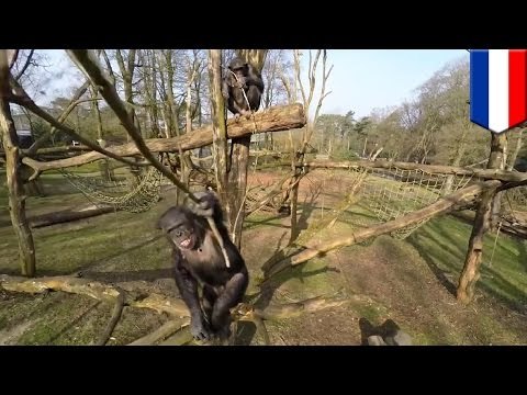 Chimpanzee attacks drone: Chimp knocks drone out of the sky with a big stick