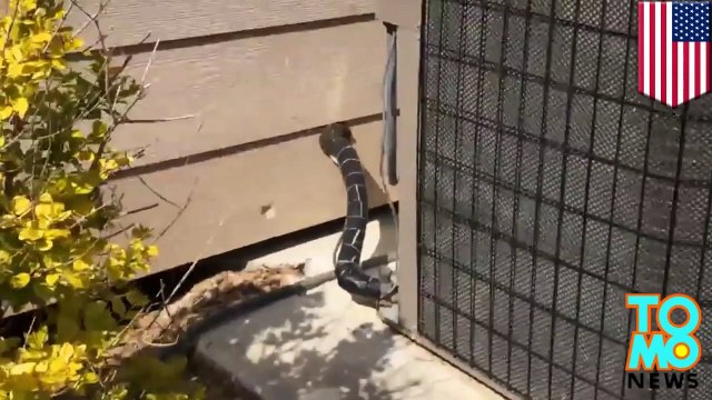 كلب ينجو بأعجوبة بعد قضاء 13يوماً تحت مسطية اسمنتية