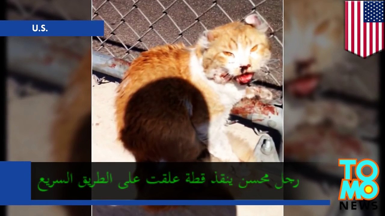 رجل محسن ينقذ قطة على طريق فونيكس السريع في أريزونا الأمريكية