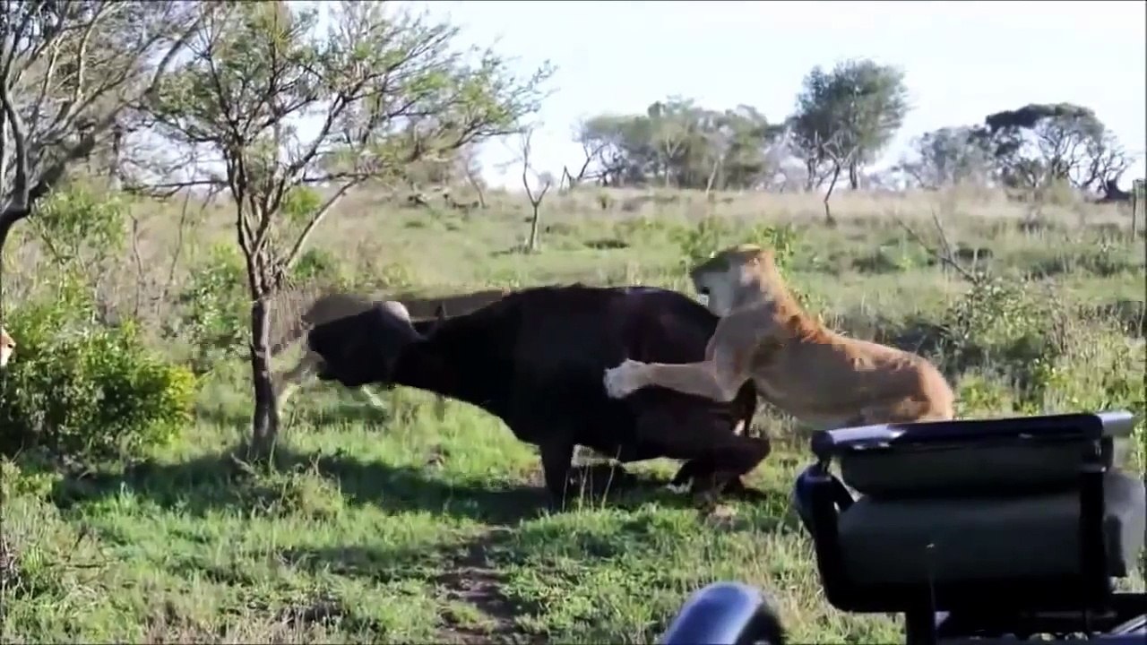 ライオンVSバッファロー - 水牛VSライオン