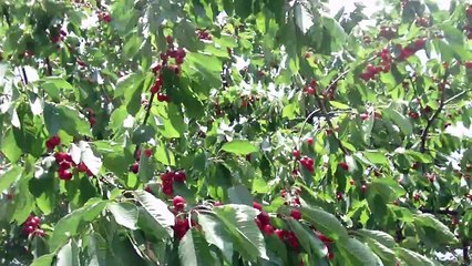 Thousands Of Cherries on my Cherry Tree