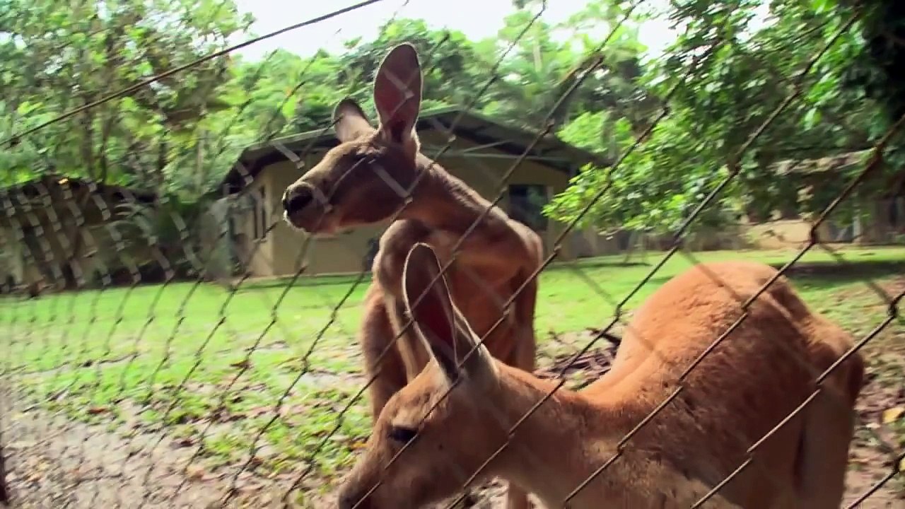 Kangaroo Love Australia