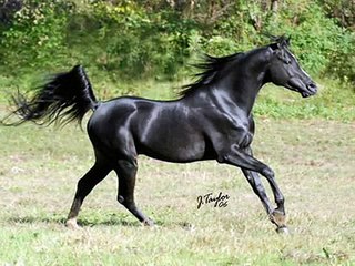 Arabian horse fantasy