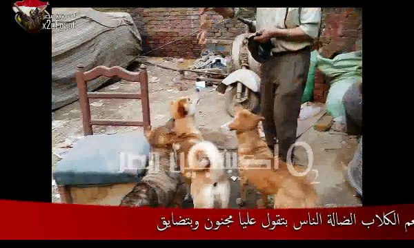 مواطن يطعم الكلاب الضالة الناس بتقول عليا مجنون و بتضايق