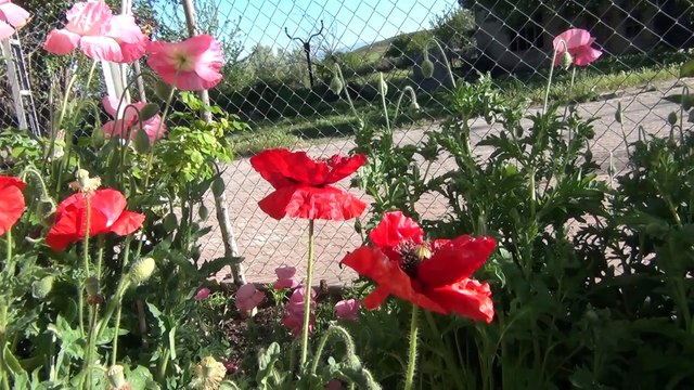 İhsan GÜVERCİN - Malatya / Fethiye