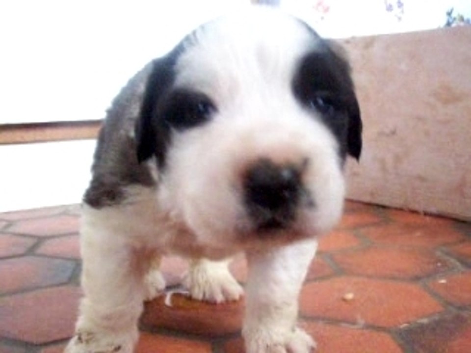 Achille1