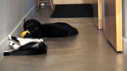 Cutest Catfight EVER!