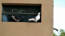 slow motion pigeon - paloma en cámara lenta