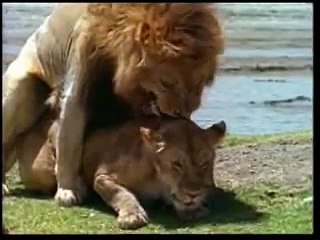 Naturaleza y Vida Salvaje - Los Leones del Serengueti 2/5