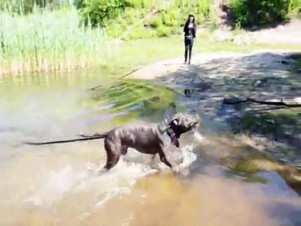 Teriery typu "bull" - jakie są naprawdę? (amstaff/pitbull/bulterier)