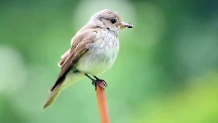 #16 Grauschnäpper am Präsidententeich (Muscicapa striata )( Spotted Flycatcher) Old World Flycatcher