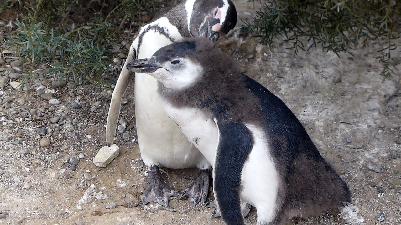 Les manchots de Magellan