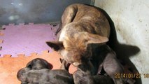 Trình chiếu của tôi Trại chó phú quốc thuần chủng 637 TRƯƠNG ĐINH HOÀNG MAI HÀ NỘI DT- 0943585804