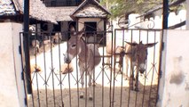 Lamu Donkey Sanctuary