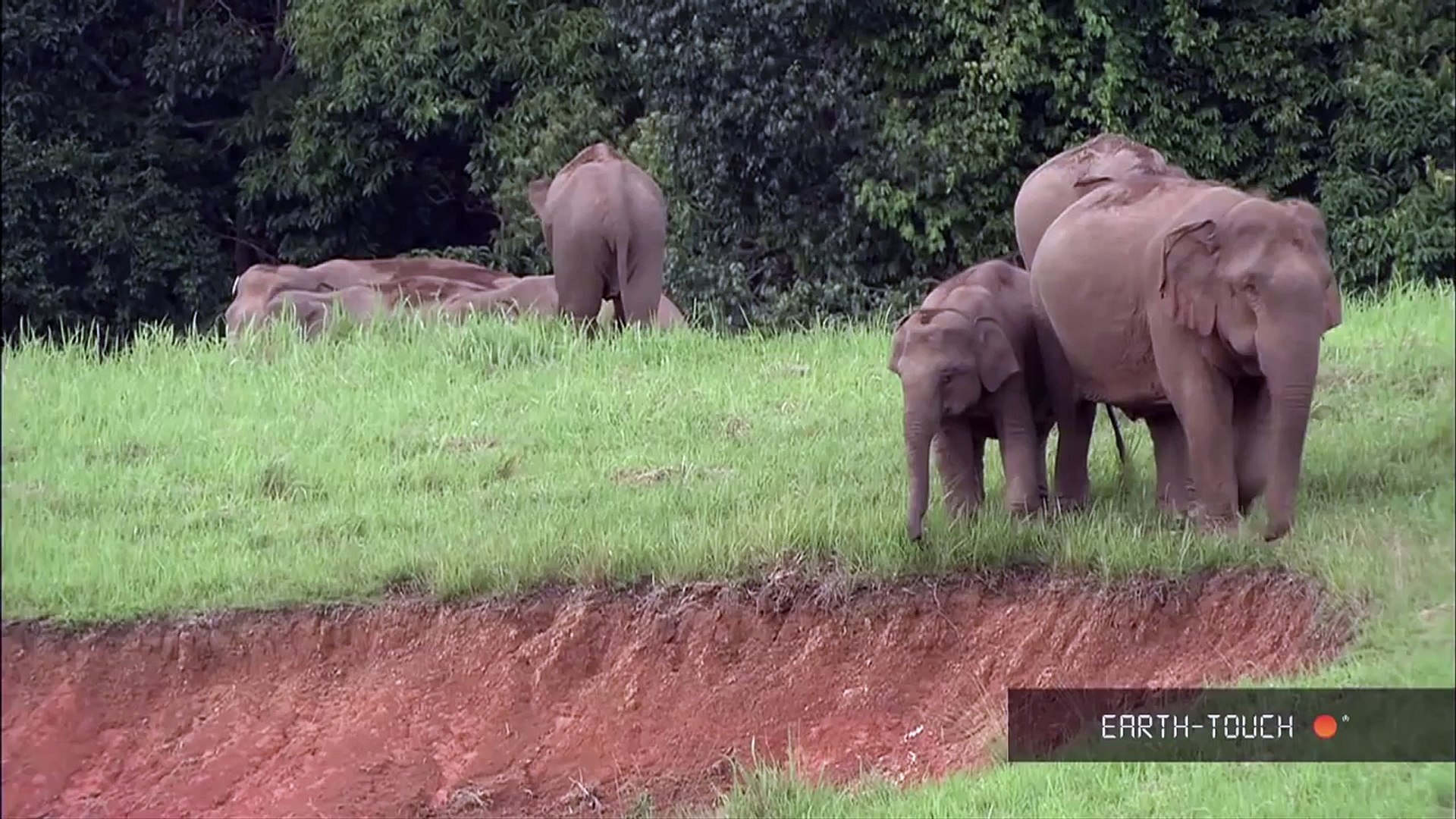 ⁣Endangered animals: Bluefin tuna & Asian elephants
