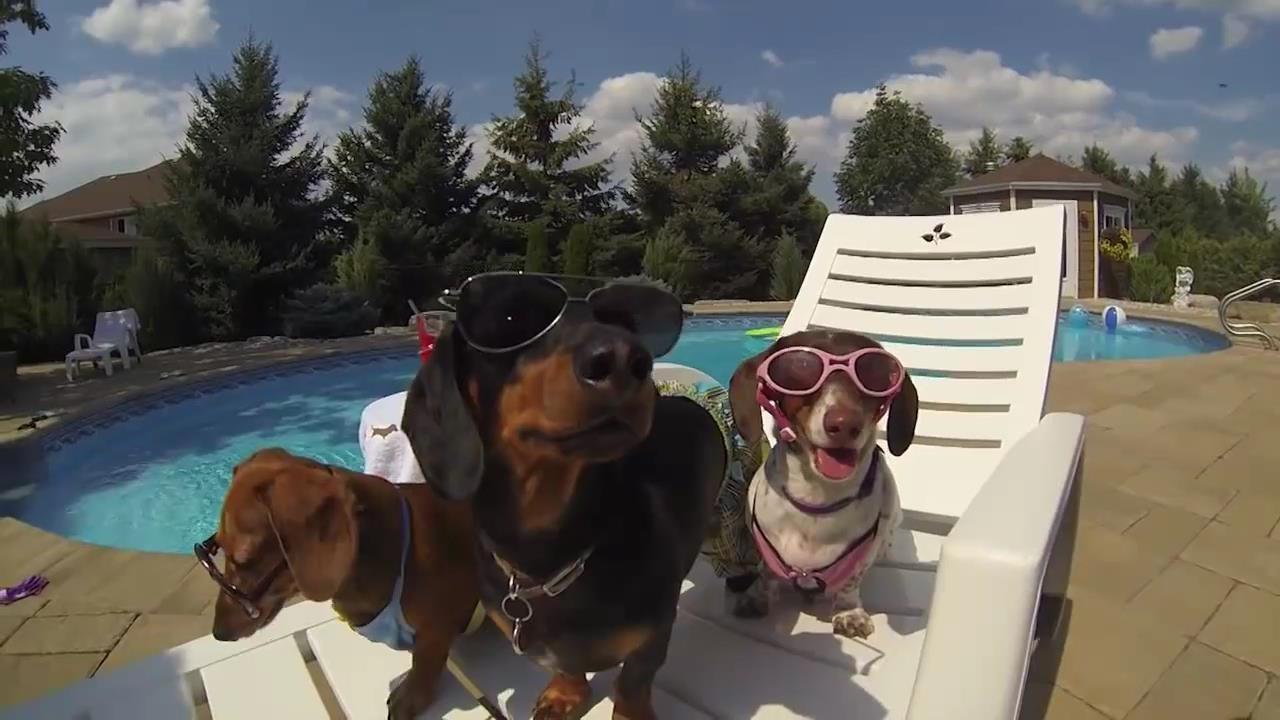 Dog Pool Party