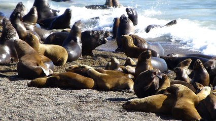 Les lions de mer à Caleta Olivia