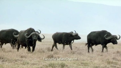 Battle at Kruger! - Lion Buffalo Standoff - in HD