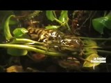 Tiger Salamader tries to eat my toad then is attracted to the camera!!