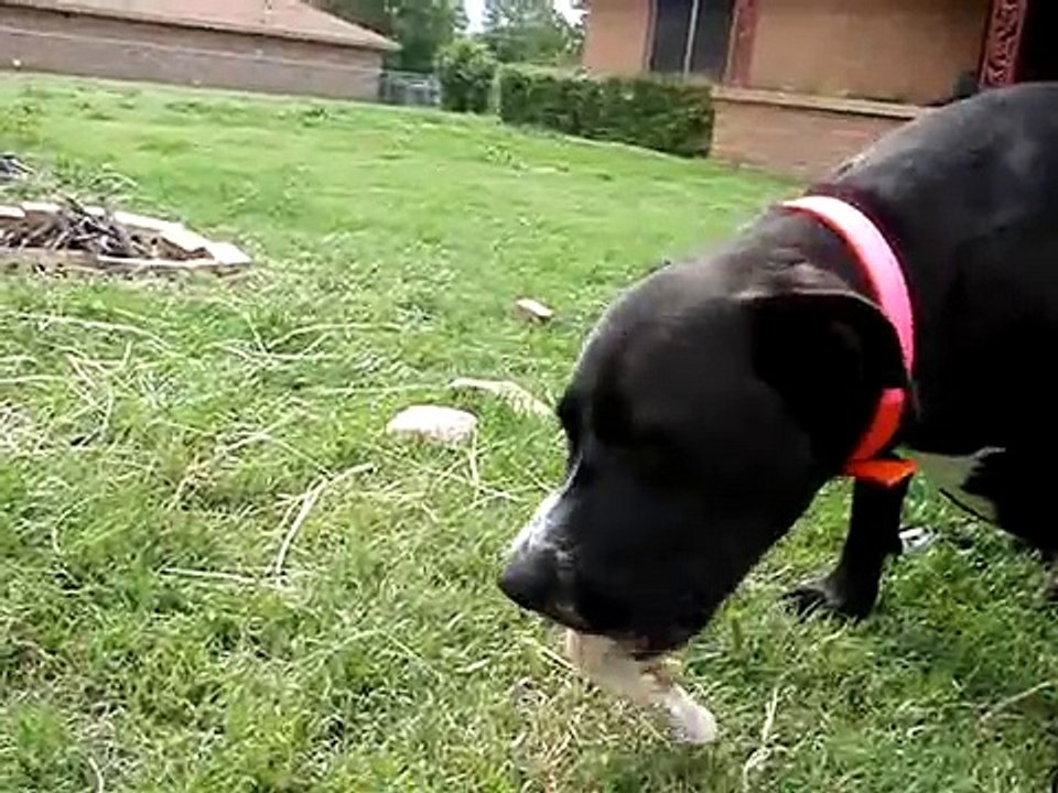 RAW, Dog swallows entire chicken leg quarter whole